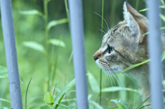 吾輩は猫である、ニャー # 241