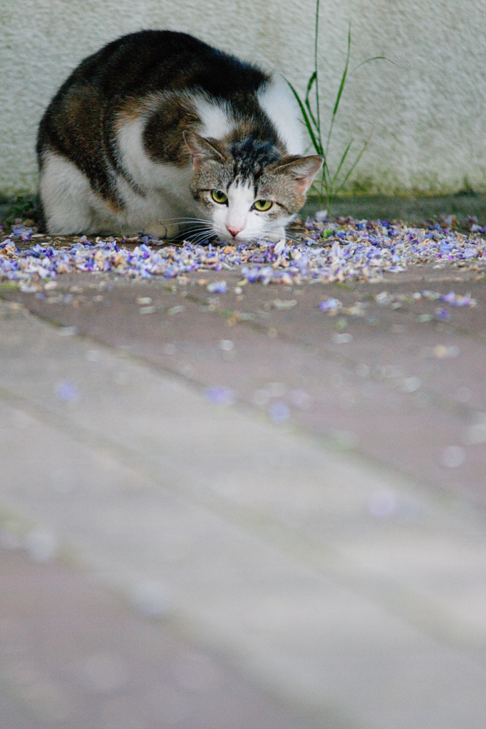 吾輩は猫である、ニャー # 109