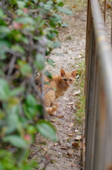 吾輩は猫である、ニャー # 687