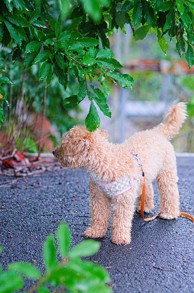 my pretty dog Ⅱ # 151