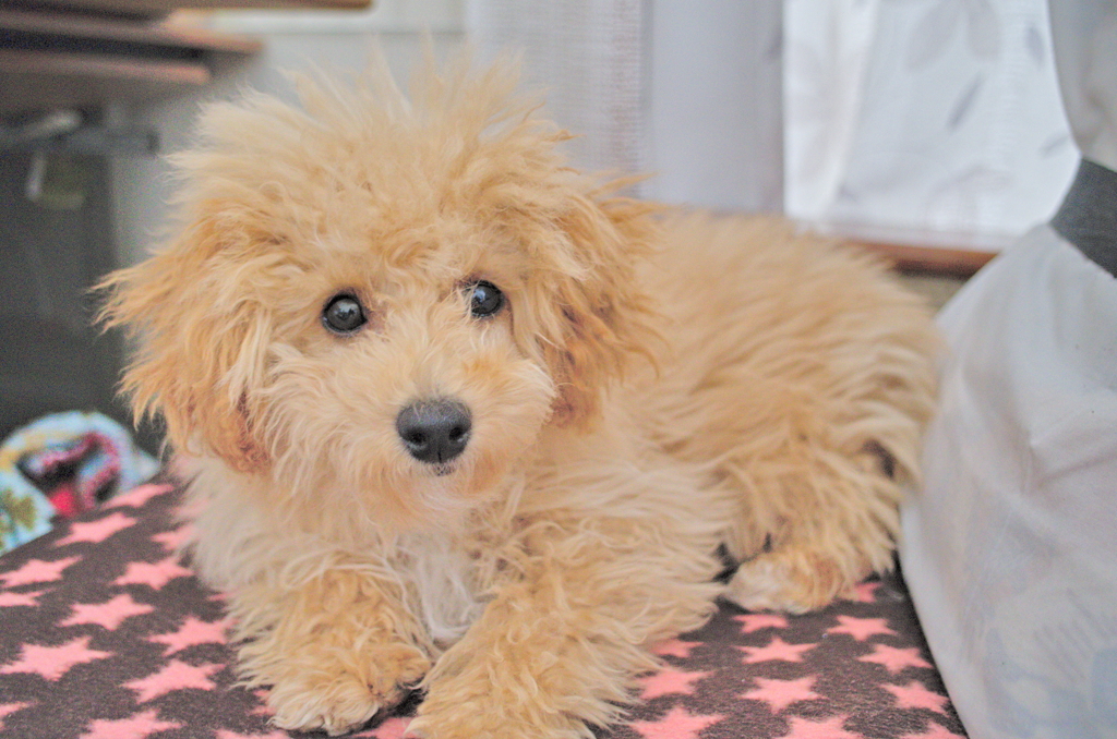 my pretty dog Ⅱ # 28