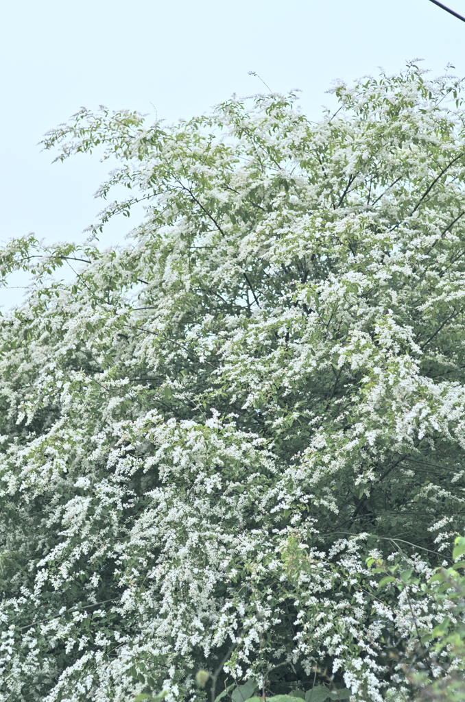 積雪のような木