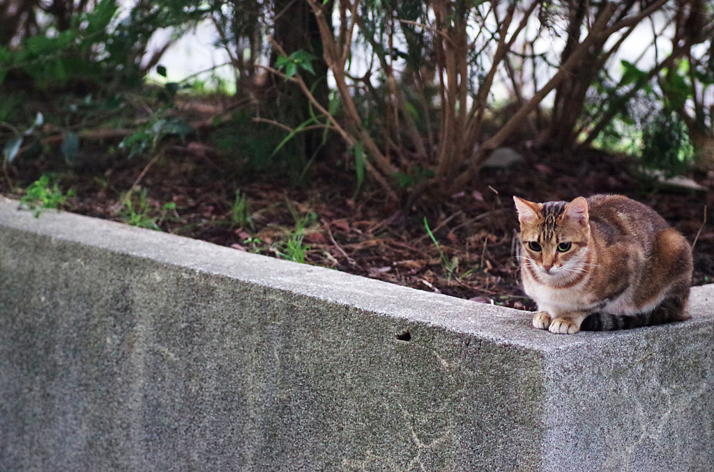 吾輩は猫である、ニャー # 64