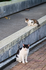 吾輩は猫である、ニャー # 867