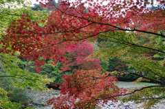 水辺の紅葉