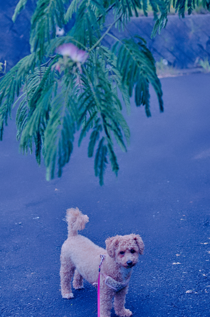 my pretty dog Ⅱ # 359