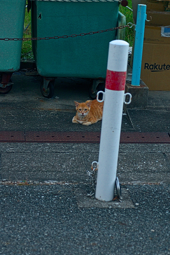 吾輩は猫である、ニャー # 1175