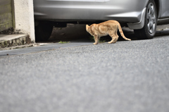 吾輩は猫である、ニャー # 201