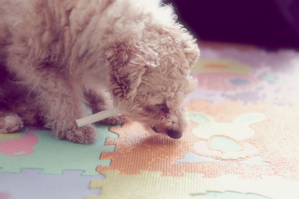 my pretty dog Ⅱ # 264