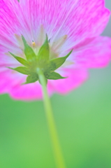 草花いろいろ