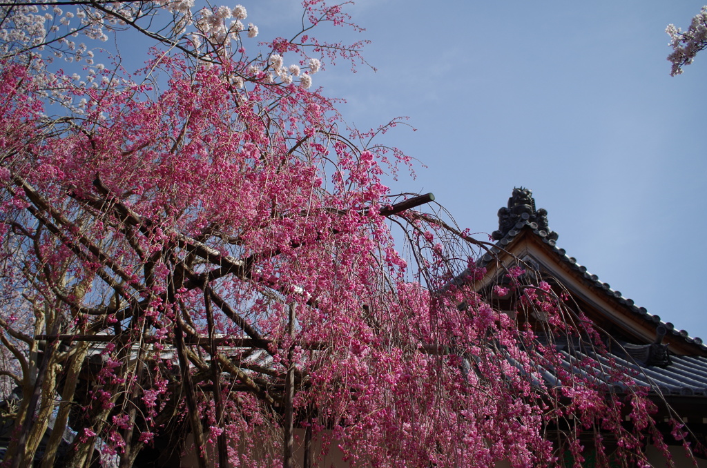 枝垂れ桜