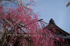 枝垂れ桜