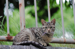 吾輩は猫である、ニャー # 743