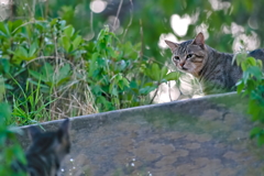 吾輩は猫である、ニャー # 549