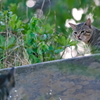 吾輩は猫である、ニャー # 549