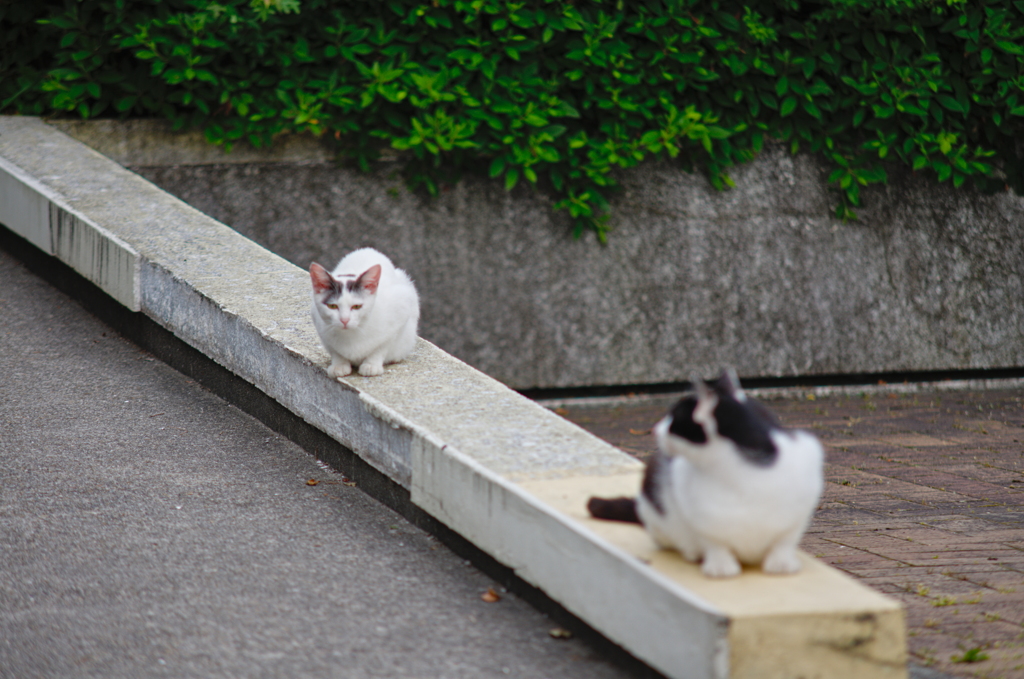 吾輩は猫である、ニャー # 734