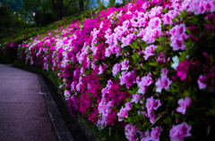 花道