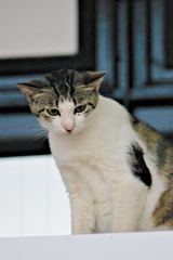 吾輩は猫である、ニャー # 295