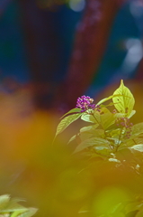 紫の花