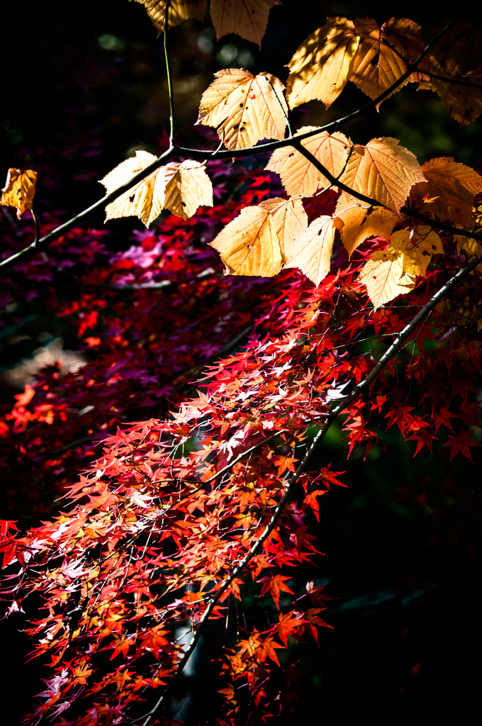 紅葉三昧　#9