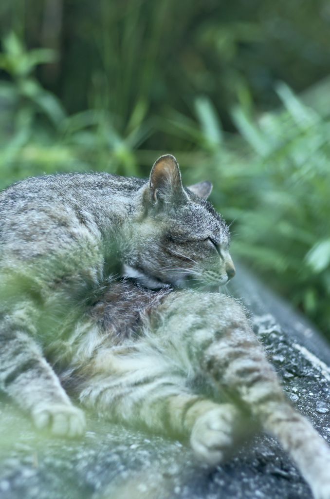吾輩は猫である、ニャー # 250