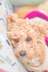 my pretty dog Ⅱ # 224