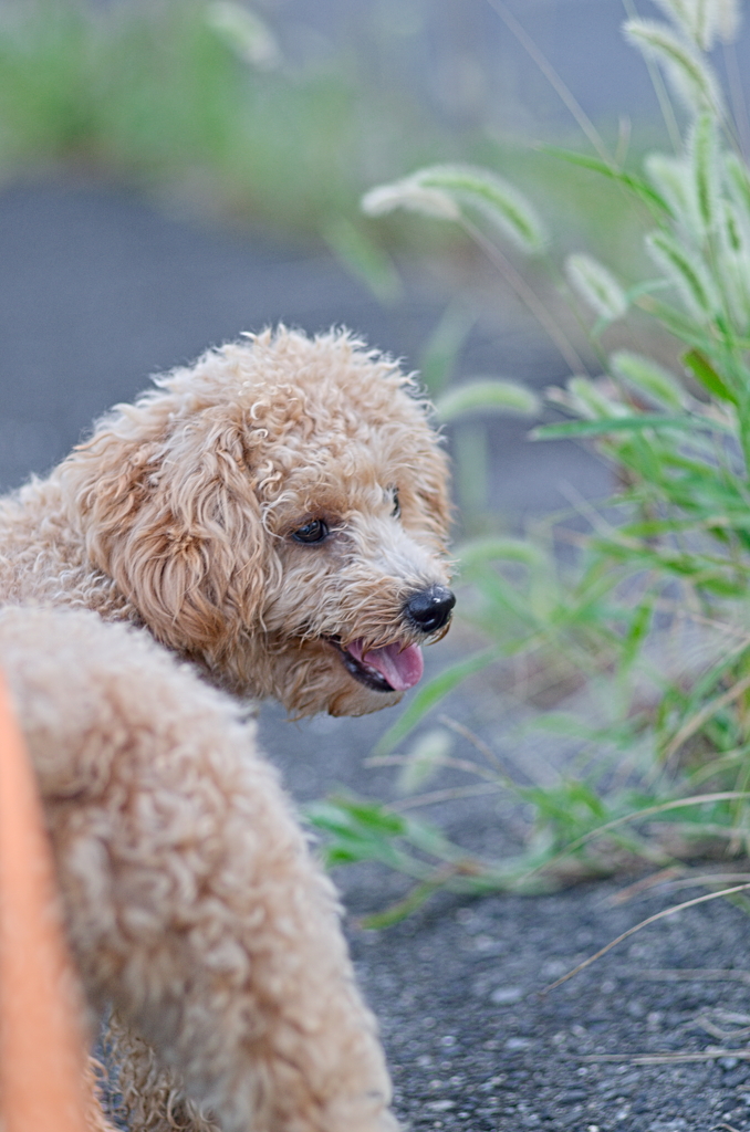 my pretty dog Ⅱ # 131