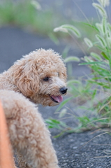 my pretty dog Ⅱ # 131