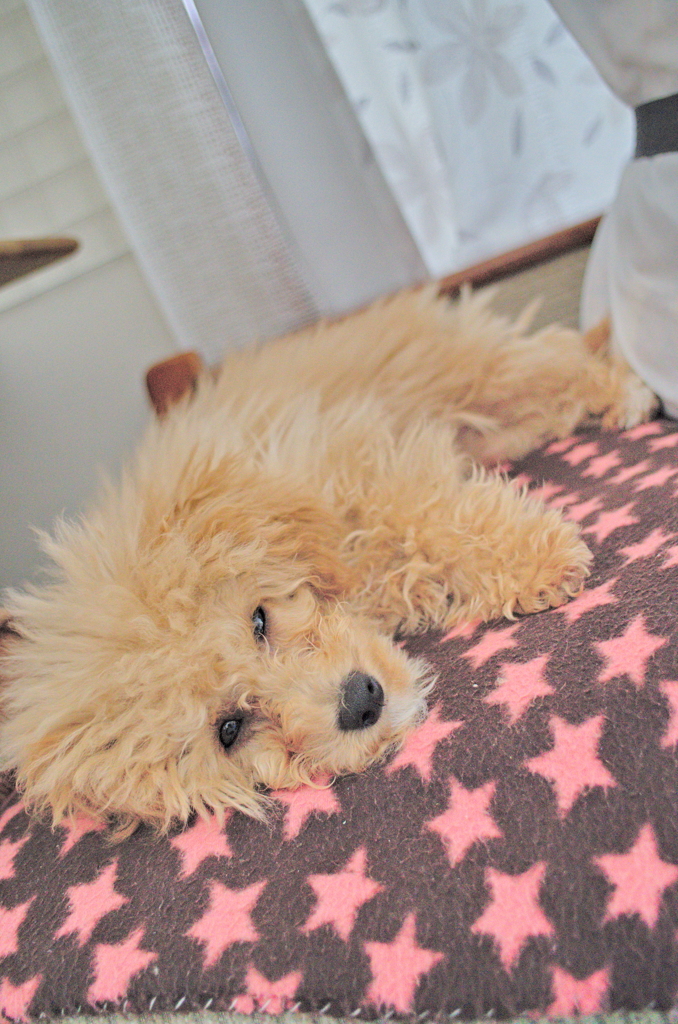 my pretty dog Ⅱ # 29