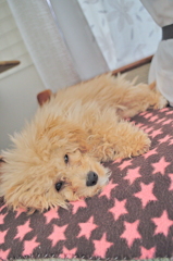 my pretty dog Ⅱ # 29