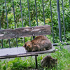 吾輩は猫である、ニャー # 995