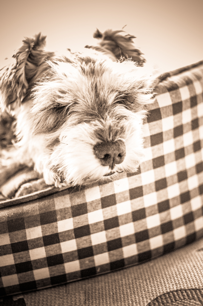 my pretty dog # 84