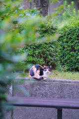吾輩は猫である、ニャー # 619