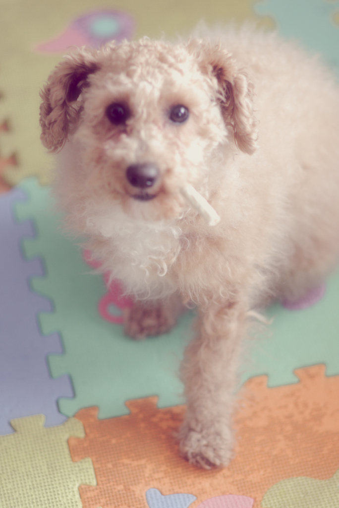 my pretty dog Ⅱ # 266