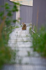 吾輩は猫である、ニャー # 128