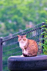 吾輩は猫である、ニャー # 341