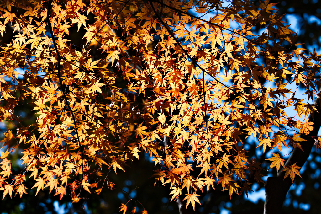 紅葉三昧　#17