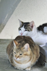 吾輩は猫である、ニャー # 175