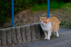 吾輩は猫である、ニャー # 72
