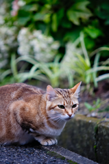 吾輩は猫である、ニャー # 327