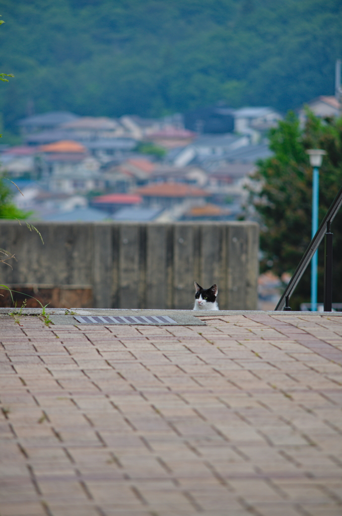 吾輩は猫である、ニャー # 727
