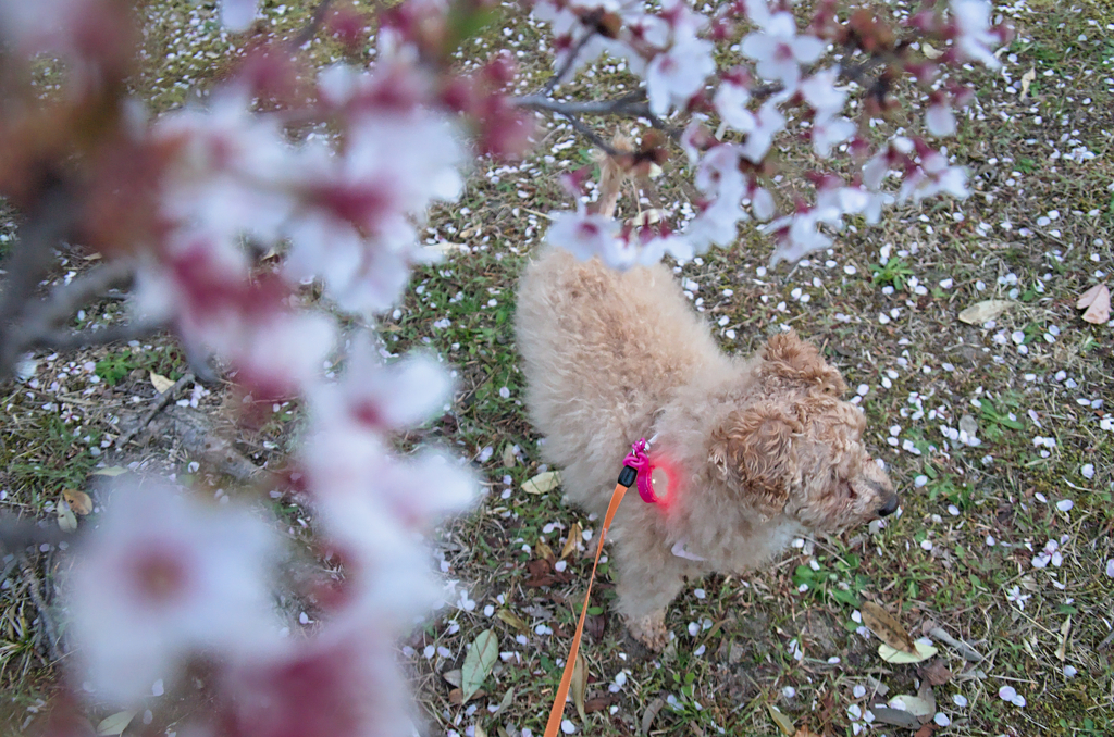 my pretty dog Ⅱ # 251