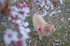 my pretty dog Ⅱ # 251