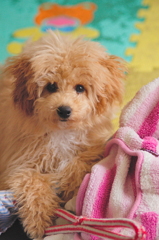 my pretty dog Ⅱ # 3
