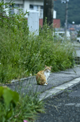 吾輩は猫である、ニャー # 261