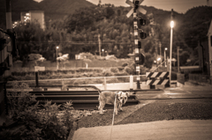 my pretty dog # 28