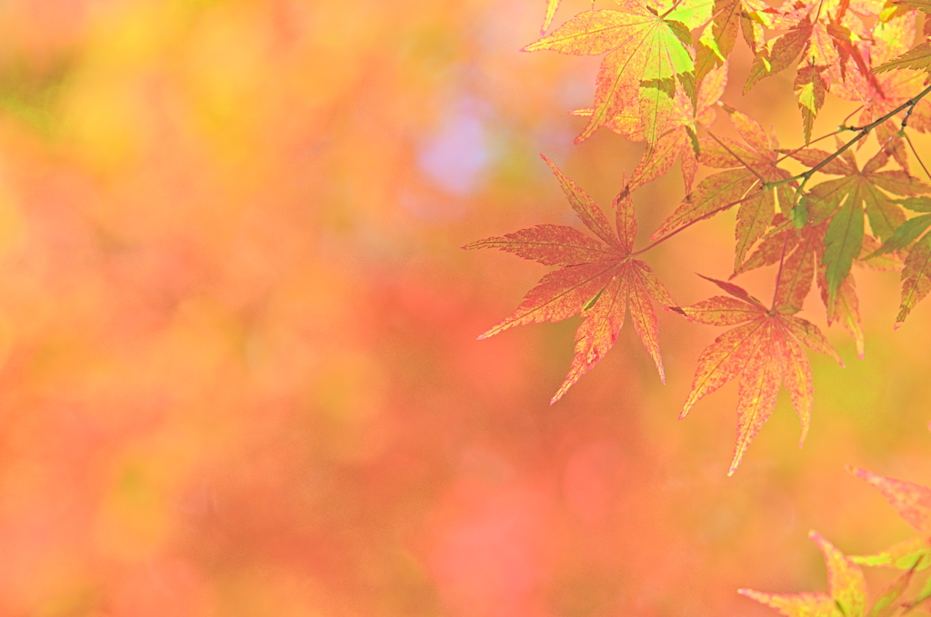 紅葉三昧 '2019