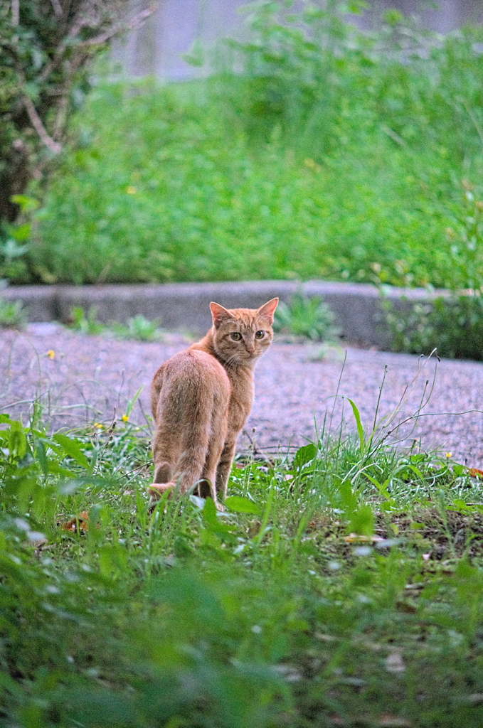 吾輩は猫である、ニャー # 887