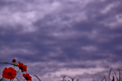 the look of the sky # 53