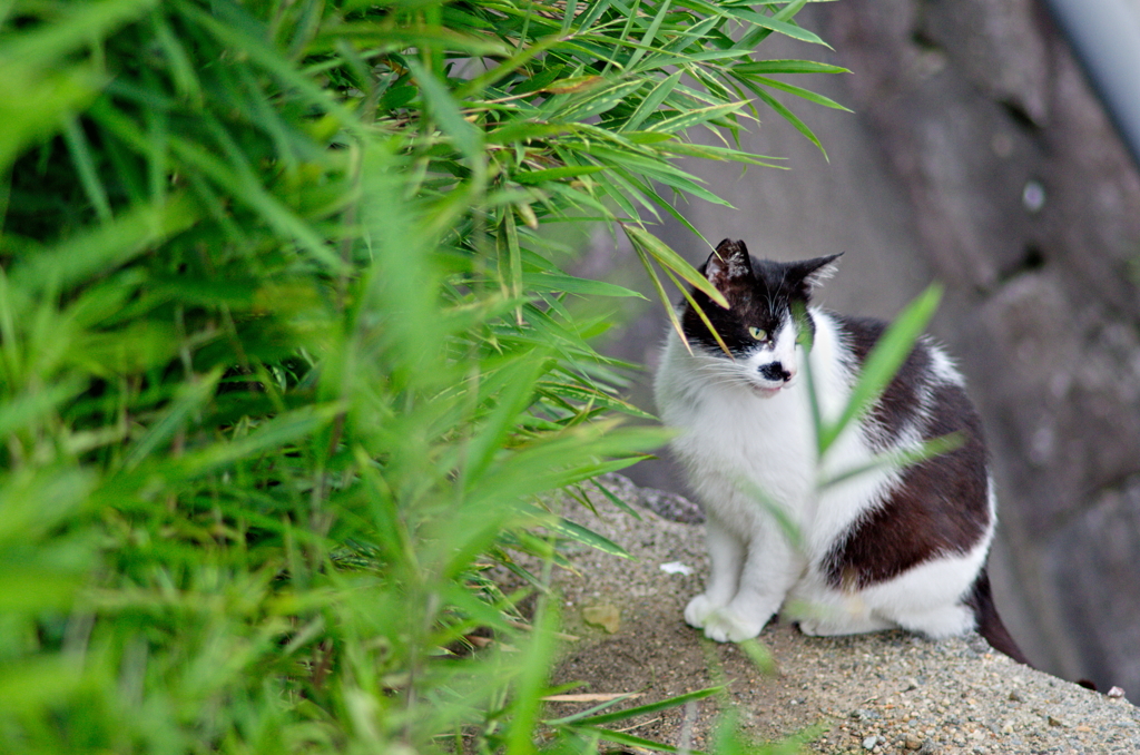 吾輩は猫である、ニャー # 800